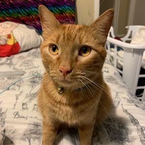 Meet your Posher, Pamela